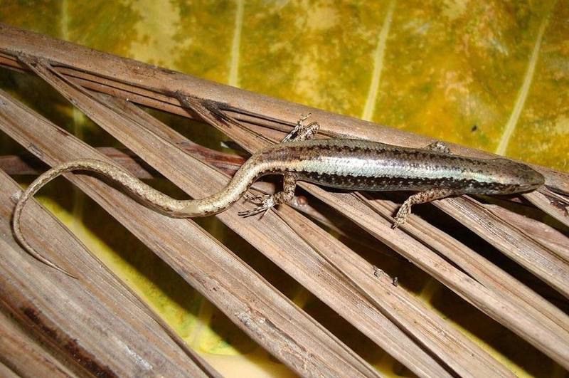 Scincella devorator