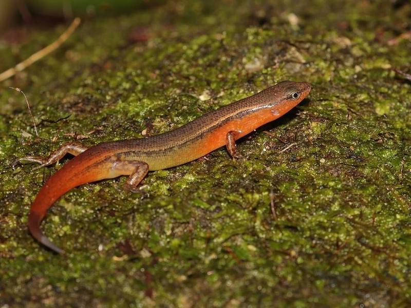 Black Ground Skink