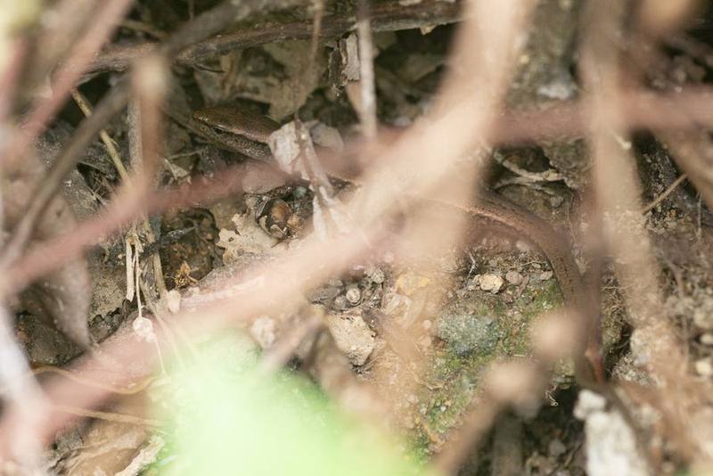Scincella reevesii