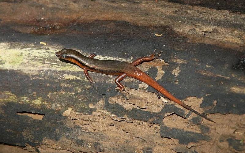 Scincella rufocaudata