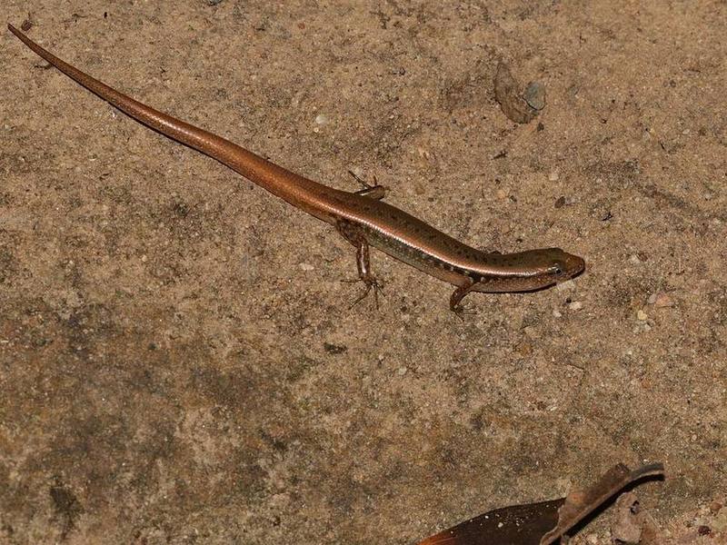 Scincella rupicola