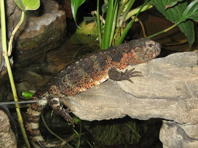 Chinese Crocodile Lizard