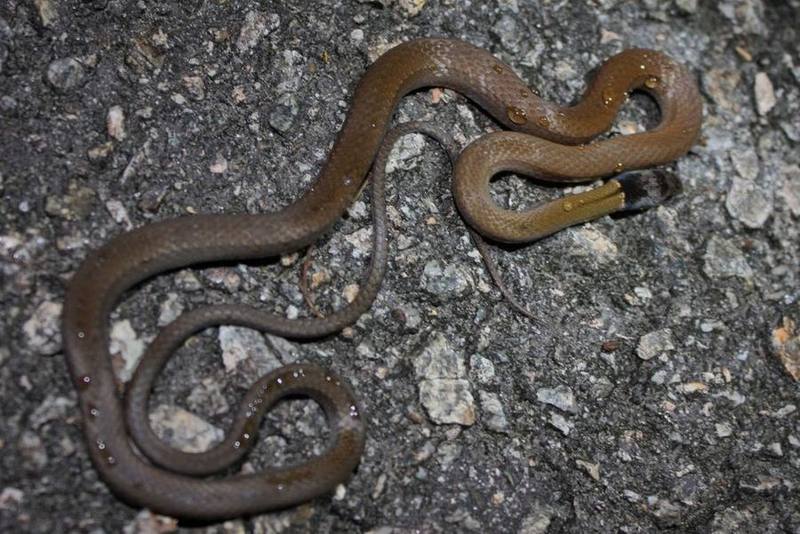 Chinese Many-toothed Snake