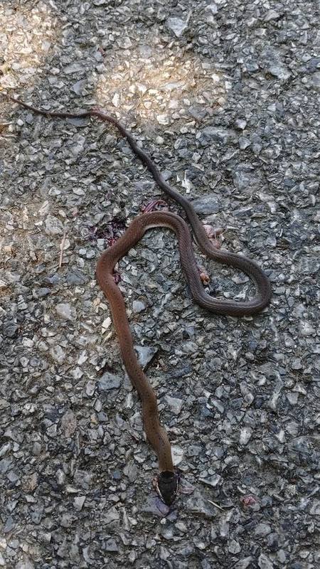 Common Many-toothed Snake