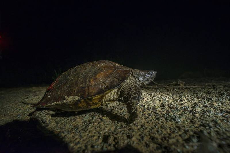 Black Marsh Turtle