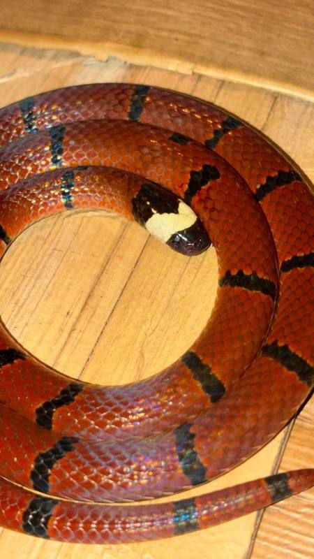 MacClelland's Coral Snake