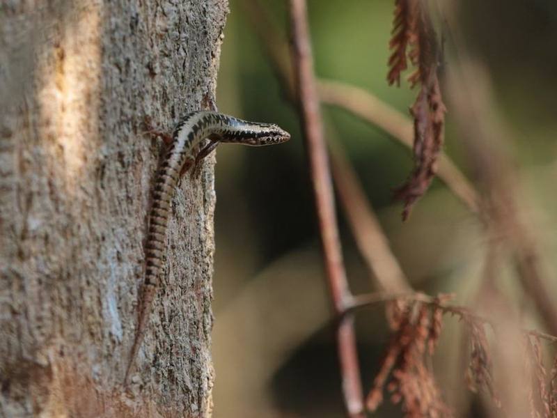 Sphenomorphus annamiticus