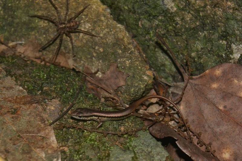 Sphenomorphus incognitus