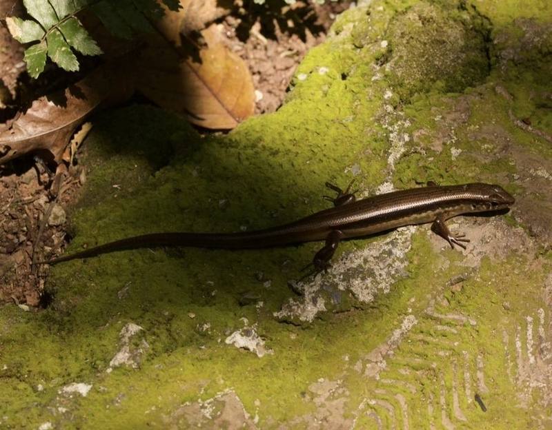 Sphenomorphus indicus