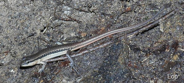 Sphenomorphus maculatus