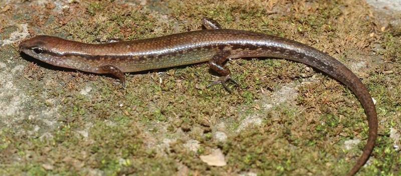 Sphenomorphus tamchucensis