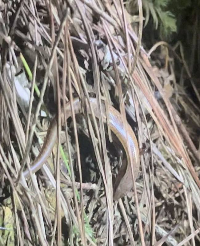 Sphenomorphus yersini