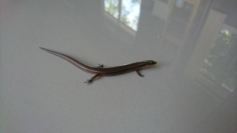 Bowring's Supple Skink