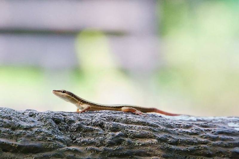 Takydromus kuehnei