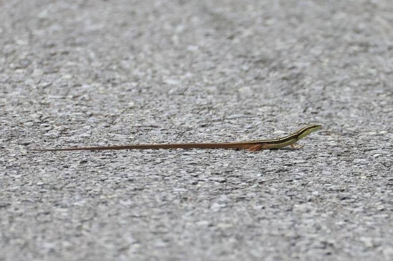 Long-tailed Grass Lizard