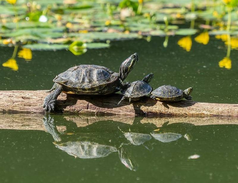 Pond Slider