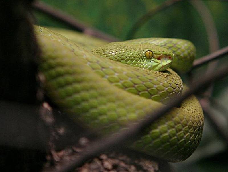 White-lipped Pit-viper