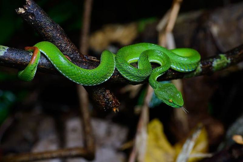 Cardamom Mountains Green Pit Viper