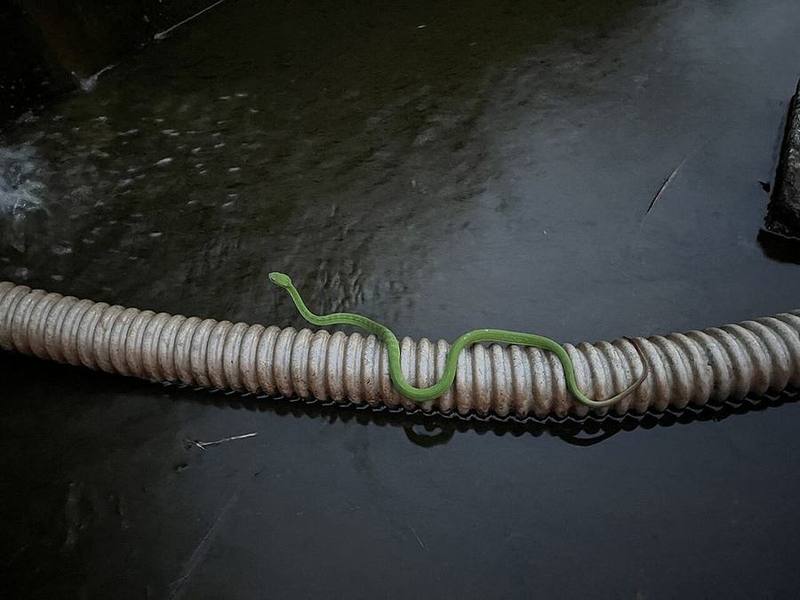 Trimeresurus guoi