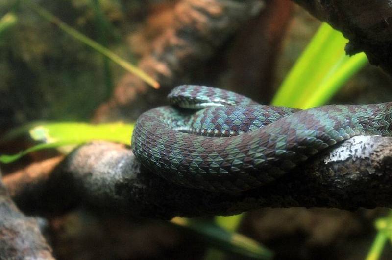 Trimeresurus kanburiensis