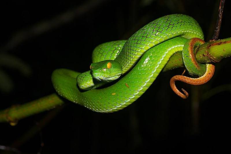 Trimeresurus macrops