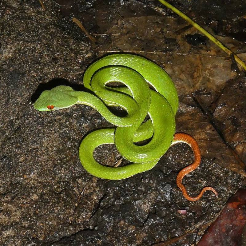 Ruby-eyed Green Pitviper