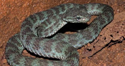 Trimeresurus truongsonensis