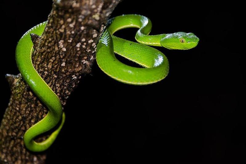 Vogel's Pit Viper