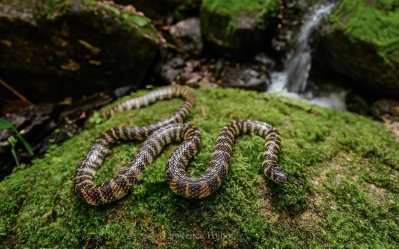 Trimerodytes balteatus