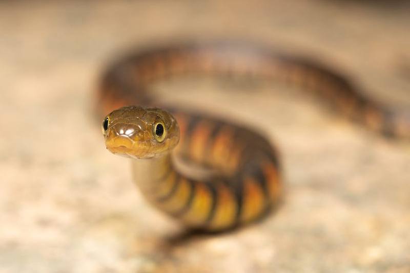 Eastern Water Snake