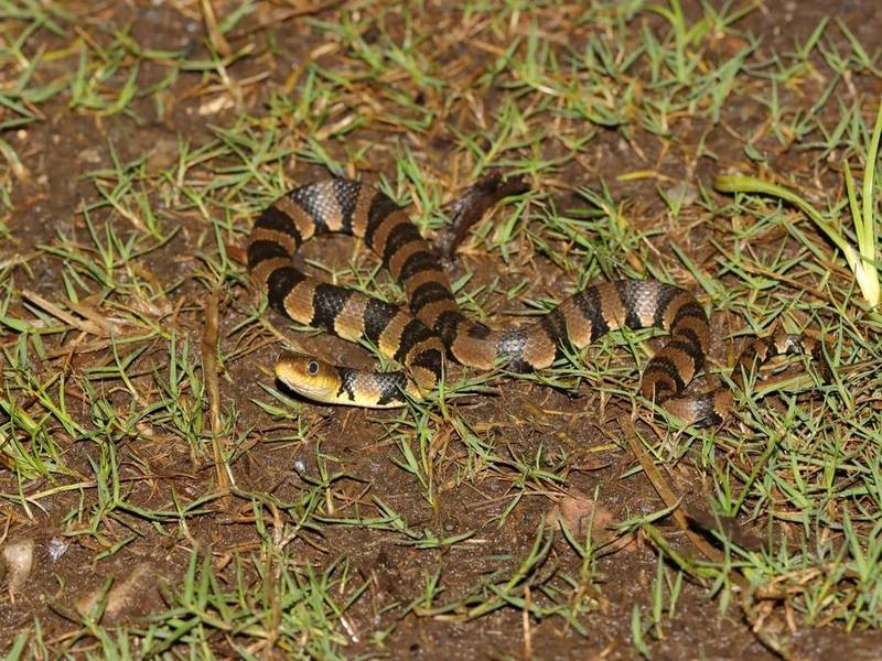 Yunnan Water Snake