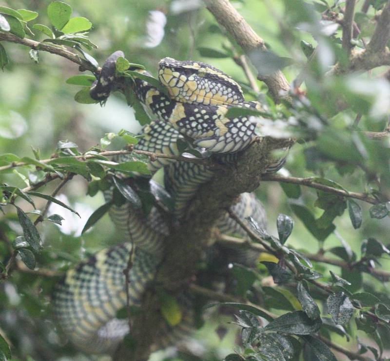 Wagler's Pit Viper