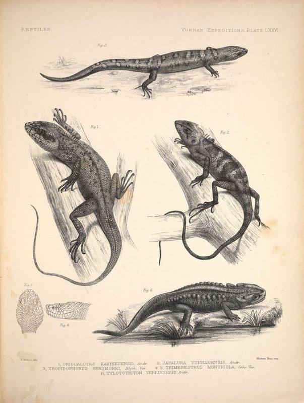 Berdmore's Water Skink