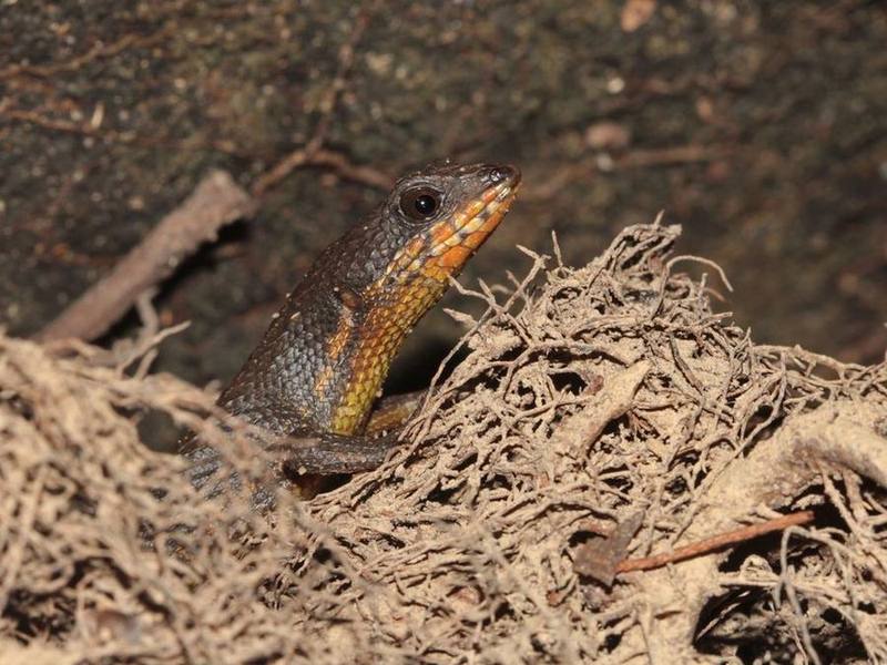 Tropidophorus cocincinensis