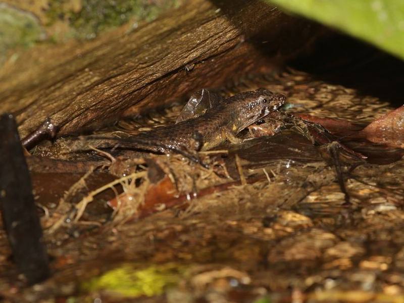 Tropidophorus microlepis
