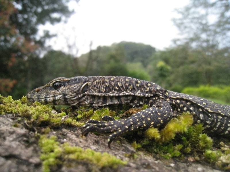 Bengal Monitor
