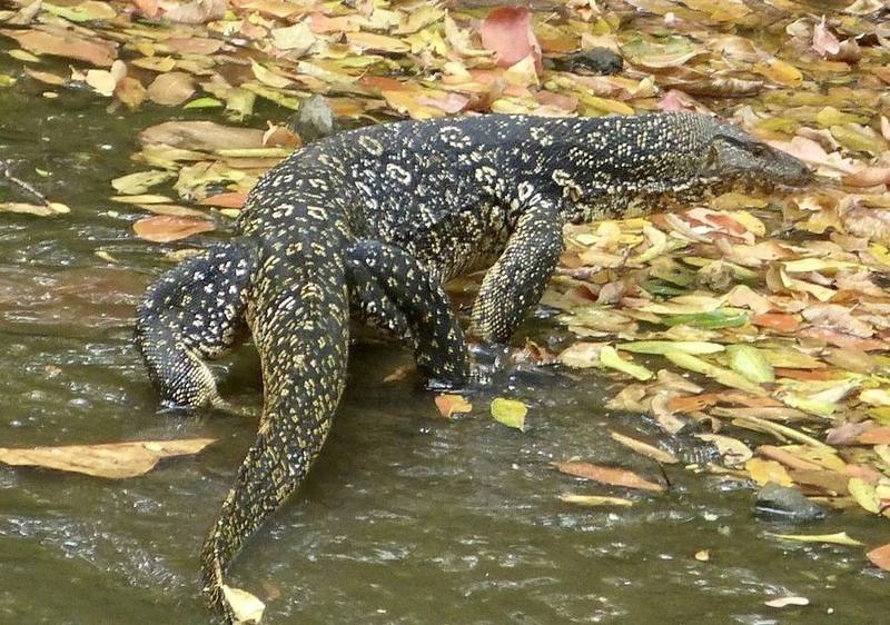 Common Water Monitor