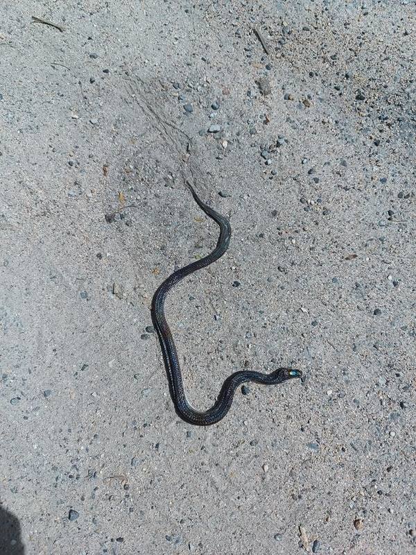 Sunbeam Snake