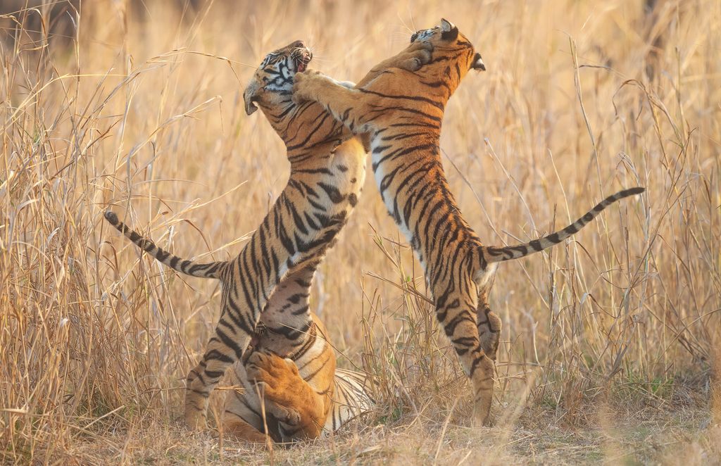 Tiger moving through tall grass
